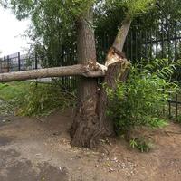 Broken trunk of an old willow photo