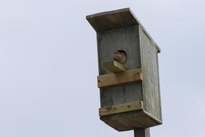 Bird sitting in a birdhouse. photo