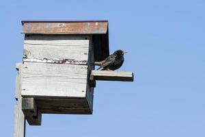 Starling sitting on a birdhouse photo