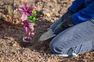 Closeup shot of gardener's hands with a small sapling of amaranth flower photo
