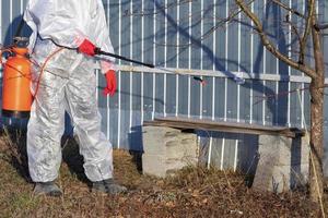 Gardener sprinkling insectecide on an apple tree photo