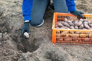 Process of seeding potato tubers into the ground photo