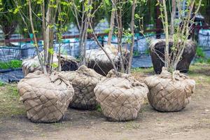 pequeños árboles vendidos en sacos de tela de saco en un centro de jardinería foto