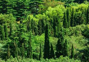 Beautiful coniferous park on summer day photo