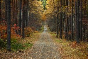 Beautiful alley in the autumn forest photo