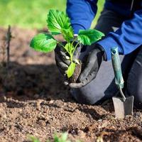 Closeup shot of gardener's hands with a small sapling of aster flower photo