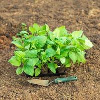 Plastic box full of seedlings of asters flowers on the ground photo