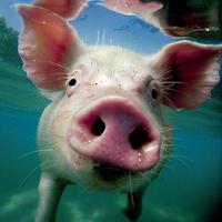 closeup wide angle underwater photo upshot of a pig underwater