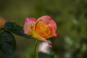 Beautiful and bright roses grow in a flower bed in the park. Take a walk in the park on a summer day and look at the beautiful flowers. Selective focus, floral wallpaper. photo