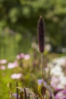 Fluffy ears grow on a flower bed in the park. Take a walk in the park on a summer day and look at the beautiful plants. Selective focus, floral wallpaper photo