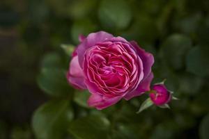 hermosas y brillantes rosas crecen en un lecho de flores en el parque. da un paseo por el parque en un día de verano y mira las hermosas flores. enfoque selectivo, papel tapiz floral. foto