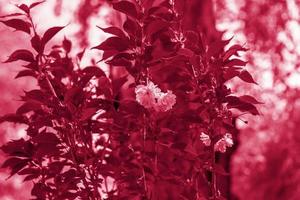 Red-leaved small-leaved cherry tree Royal Burgundy Prunus serrulata ' Royal The tree is in bloom. Spring flowering season. photo