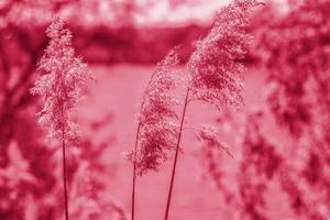 Pampas grass on the lake, reeds, cane seeds. The reeds on the lake sway in the wind against the blue sky and water. Abstract natural background. Beautiful pattern with bright colors photo