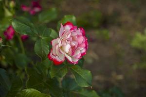 Beautiful and bright roses grow in a flower bed in the park. Take a walk in the park on a summer day and look at the beautiful flowers. Selective focus, floral wallpaper. photo