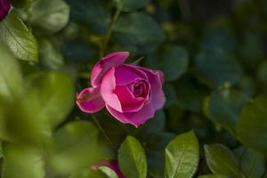 hermosas y brillantes rosas crecen en un lecho de flores en el parque. da un paseo por el parque en un día de verano y mira las hermosas flores. enfoque selectivo, papel tapiz floral. foto