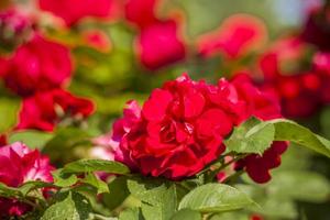 Beautiful and bright roses grow in a flower bed in the park. Take a walk in the park on a summer day and look at the beautiful flowers. Selective focus, floral wallpaper. photo