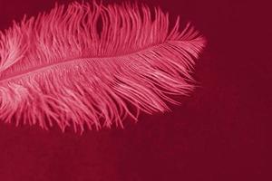 White, large, ostrich feather on a red background. Red background with a pen. Creative, photo