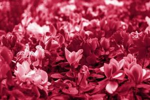 una alfombra floral de plantas de ciclamen persicum rojo y rosa en el jardín de primavera. en primavera florecen en el jardín ciclamen de diferentes colores. ciclamen en flor. Flores de primavera.