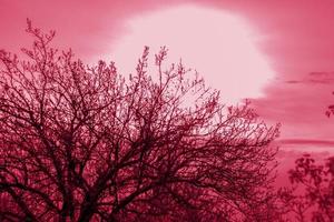 Beautiful view of the setting sun through the branches of a tree. The branches are spreading. photo