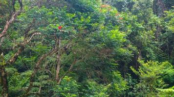 beautiful green trees in the background photo