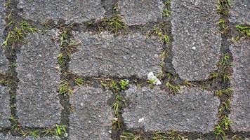 paving block texture with weeds in the gaps as background photo
