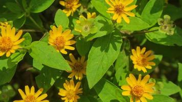 hermosas e impresionantes flores de medallón de oro foto