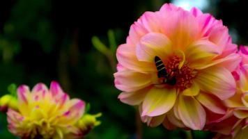 beautiful and amazing yellow pink Dahlia pinnata flowers photo