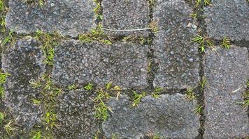 paving block texture with weeds in the gaps as background photo