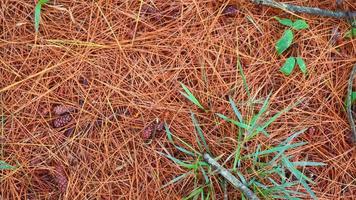 dried pine leaves as a background photo