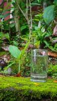 Glasses with water on a green plant background photo