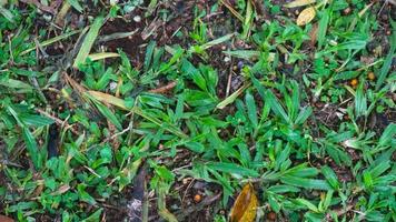 hermosa hierba verde con hojas secas en el fondo foto
