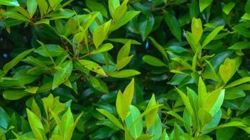 beautiful green foliage as background photo