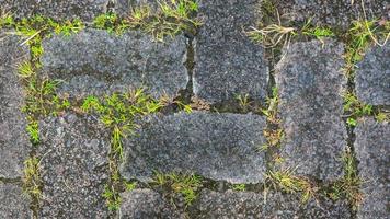 paving block texture with weeds in the gaps as background photo