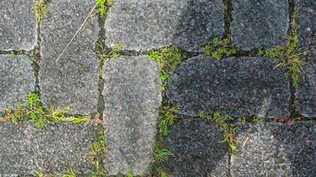 textura de bloque de pavimentación con malezas en los huecos como fondo foto