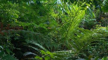 beautiful green foliage as background photo
