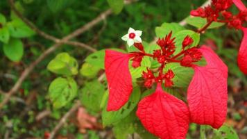 beautiful and stunning red Mussaenda erythrophylla flowers photo