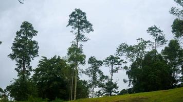 grass hills with beautiful trees photo