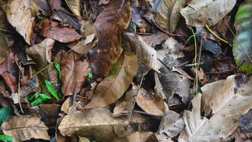 dry leaves on the ground falling from the tree photo