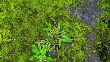mossy concrete and overgrown with wild plants photo