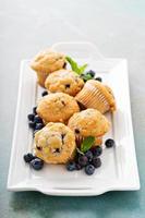 Blueberry muffins on a plate photo