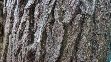 textura de corteza de pino como fondo foto