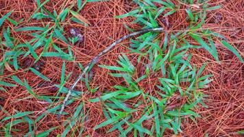 dried pine leaves as a background photo