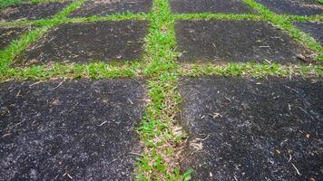 calzada de bloques de hormigón con hierba verde en el medio. como fondo foto