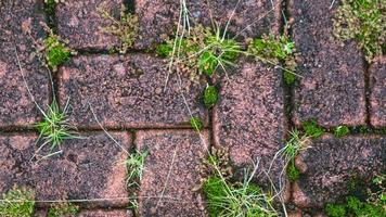 paving block texture with weeds in the cracks in the background photo