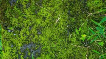 mossy concrete and overgrown with wild plants photo