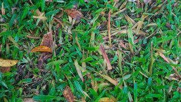 Beautiful green grass with dry leaves in the background photo