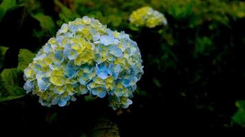 beautiful and amazing hydrangea flowers photo