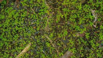 tierra pedregosa con plantas silvestres verdes foto