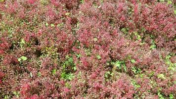 beautiful and stunning red plant photo