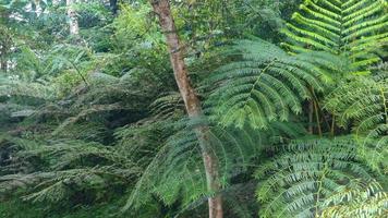 beautiful green trees in the background photo